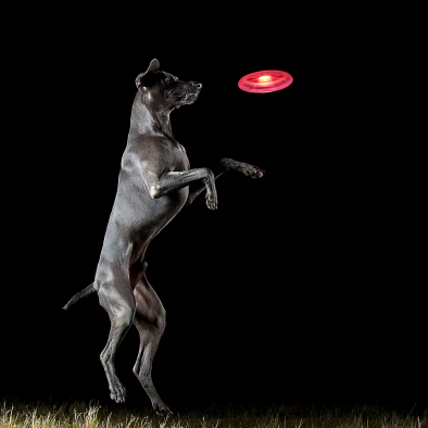 Lichtgevende Hondenfrisbee – Onbeperkt speelplezier, zelfs 's nachts