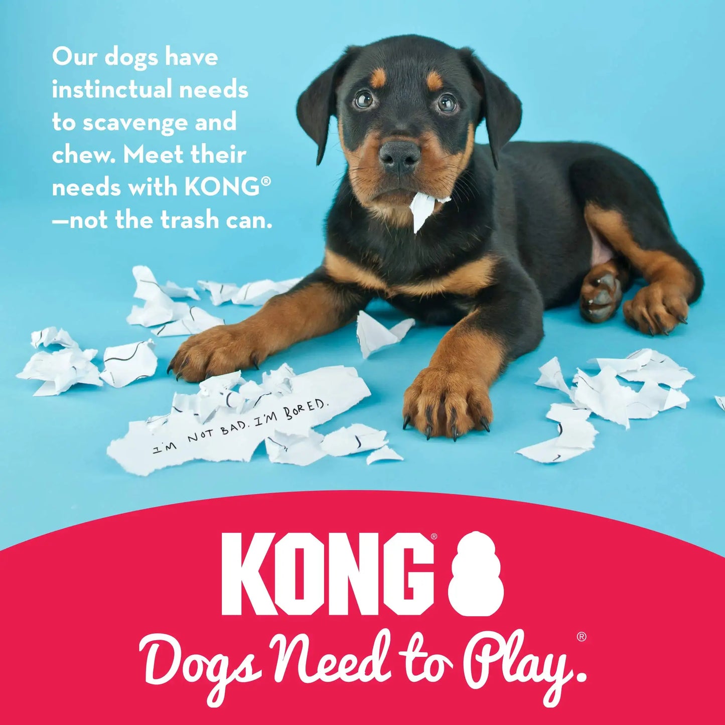 KONG Extreme – Jouet à mâcher en caoutchouc naturel pour chien