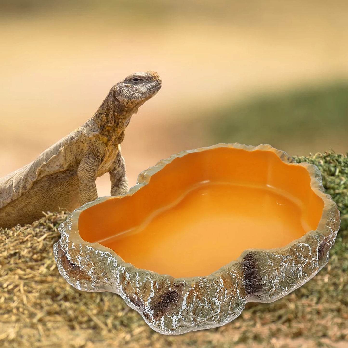 Bol Mangeoire en Résine pour Reptiles – 4 Tailles, Terrarium