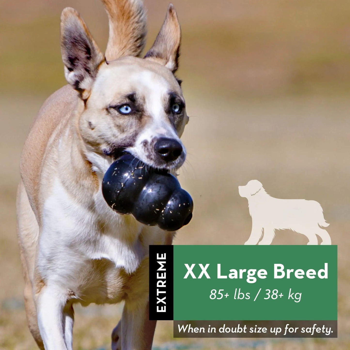 KONG Extreme – Jouet à mâcher en caoutchouc naturel pour chien