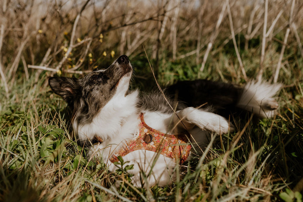 Hondentuig Wildflower Meadow Ultra Comfort