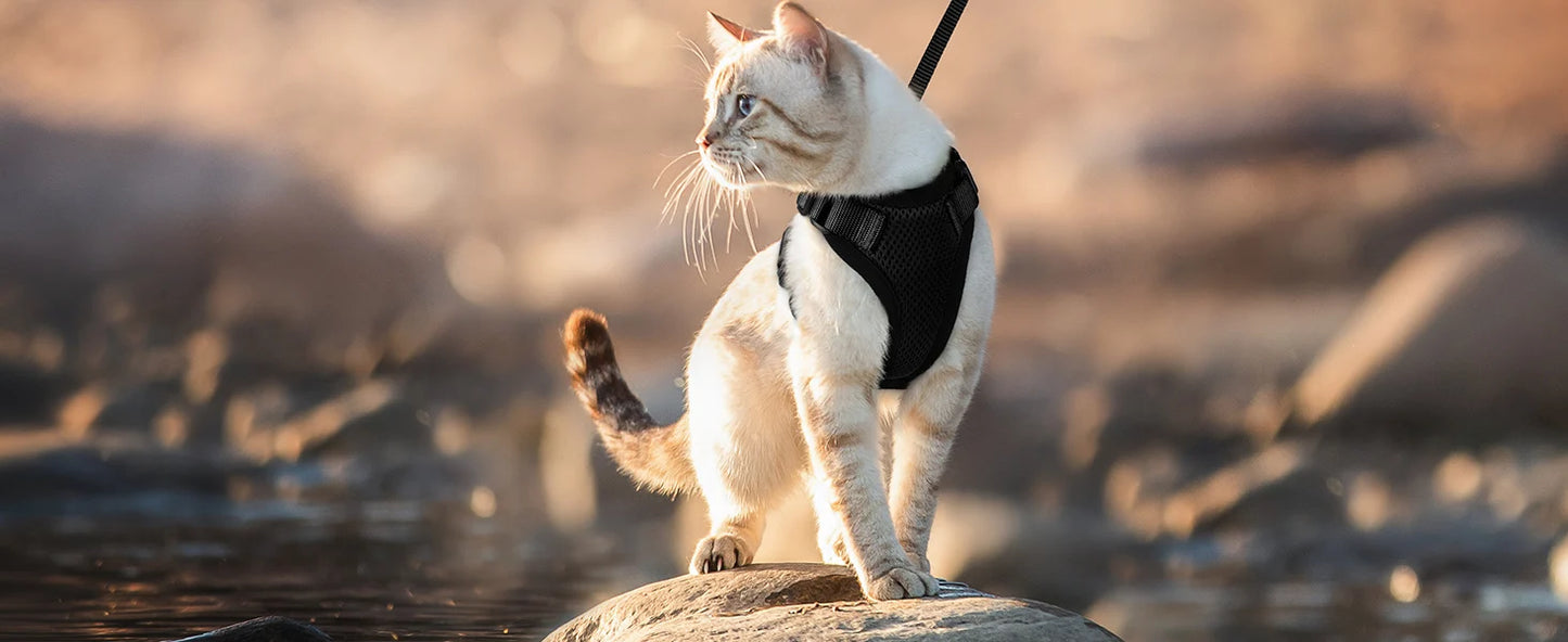 Kattenharnas en -riem, zacht en verstelbaar ontsnappingsbestendig vesttuigje voor katten, EasyControl