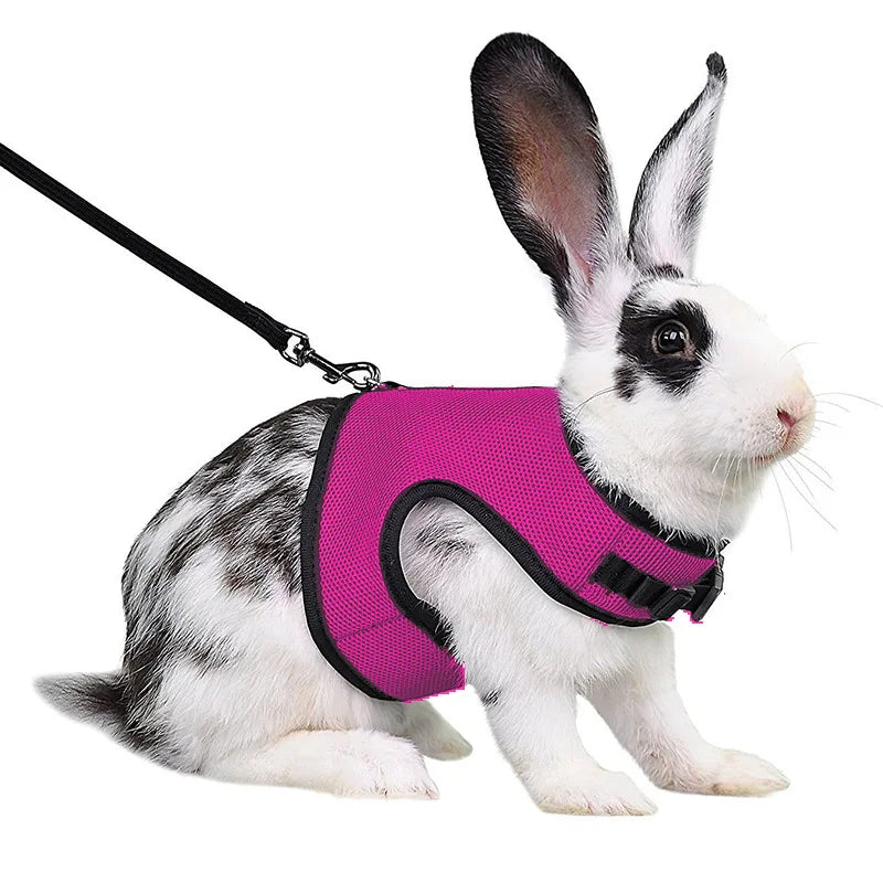 Harnais et laisse réglables pour lapin, chat et furet
