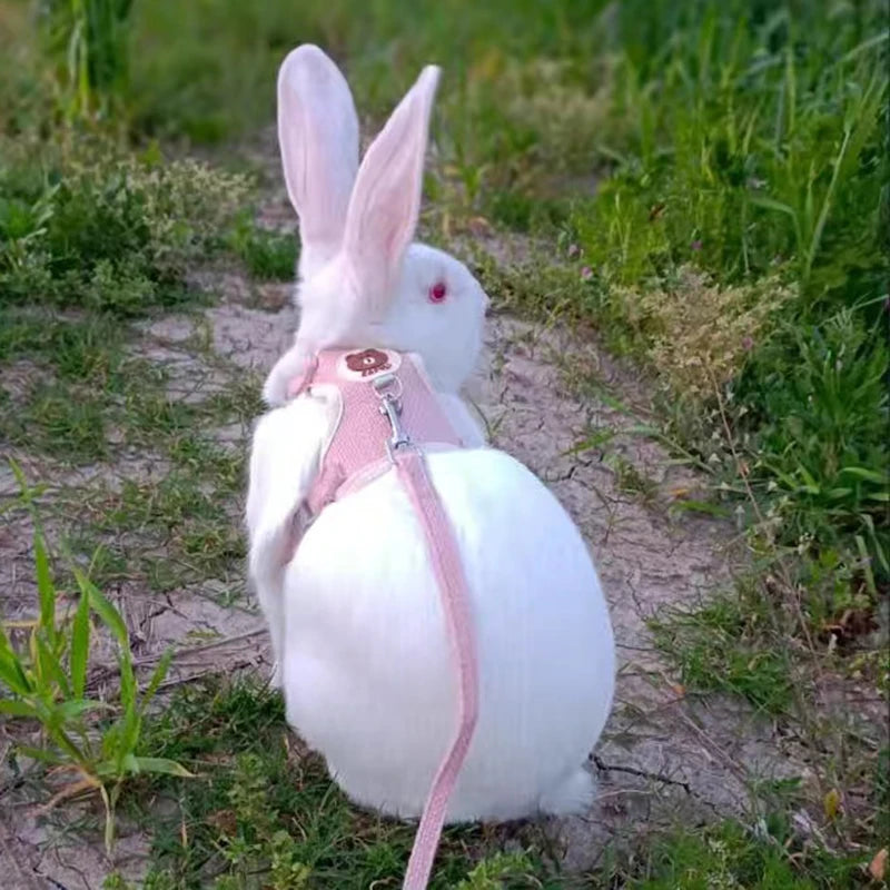 Harnais et laisse dessin animé pour chat et lapin