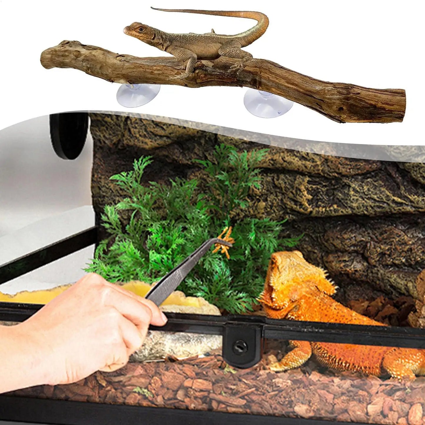 Branche d'Escalade en Bois de Vigne pour Reptiles – Décor Naturel Terrarium