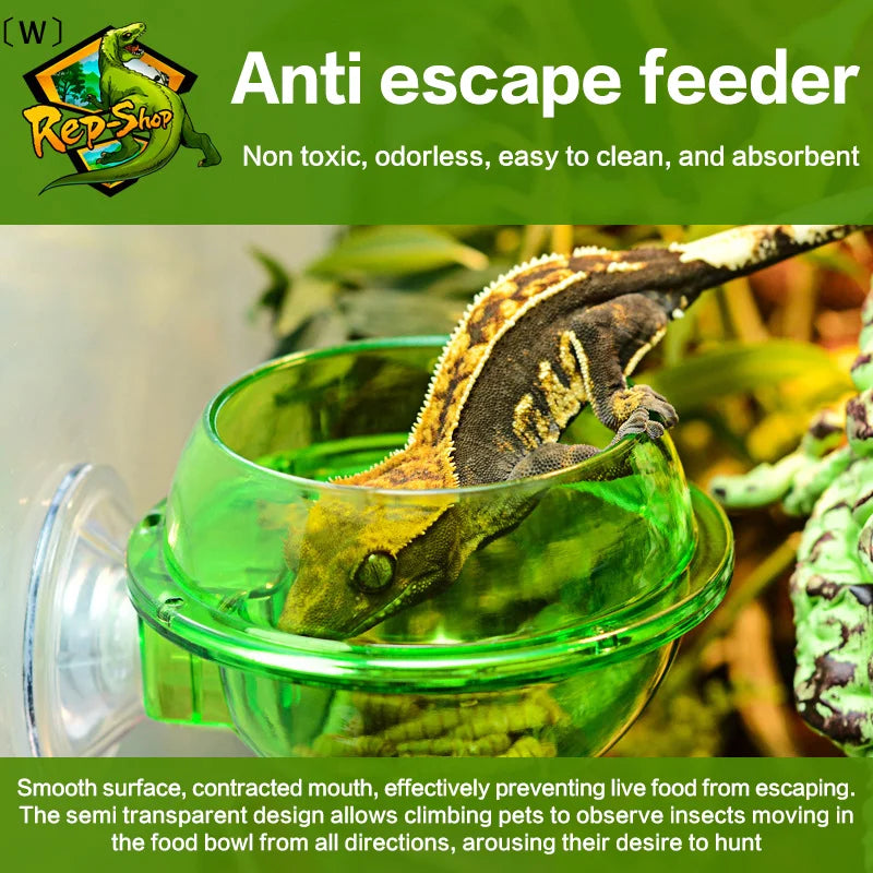 Mangeoire à Ventouse Anti-évasion pour Reptiles – Terrarium