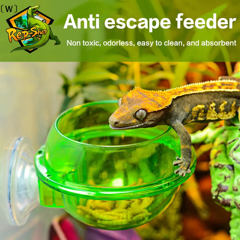 Mangeoire à Ventouse Anti-évasion pour Reptiles – Terrarium