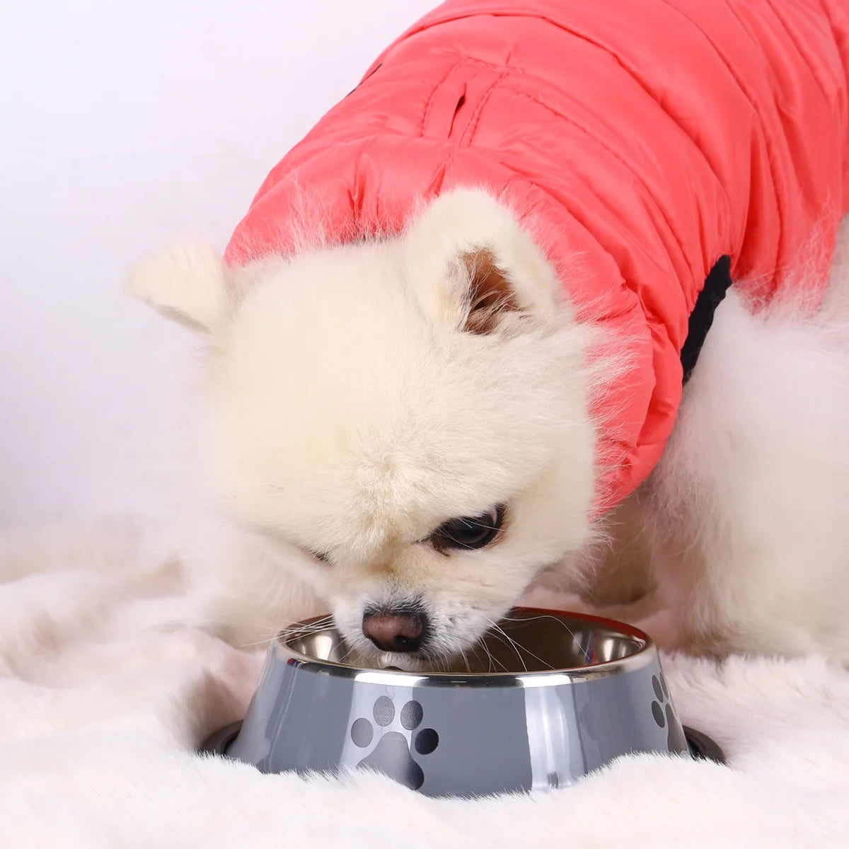 Gamelle en acier inoxydable pour chien et chat – Antidérapante, empilable