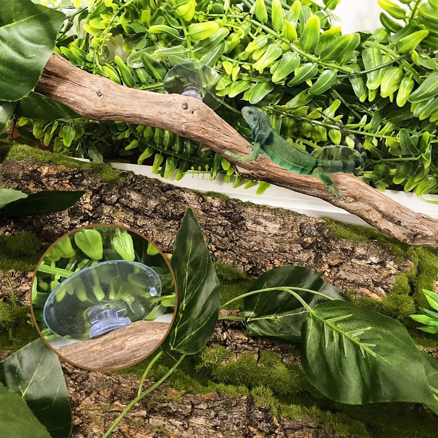 Branche d'Escalade en Bois de Vigne pour Reptiles – Décor Naturel Terrarium