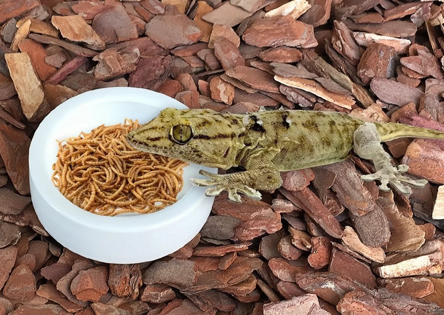 Bol en Céramique pour Reptiles – Mangeoire & Abreuvoir Anti-fuite