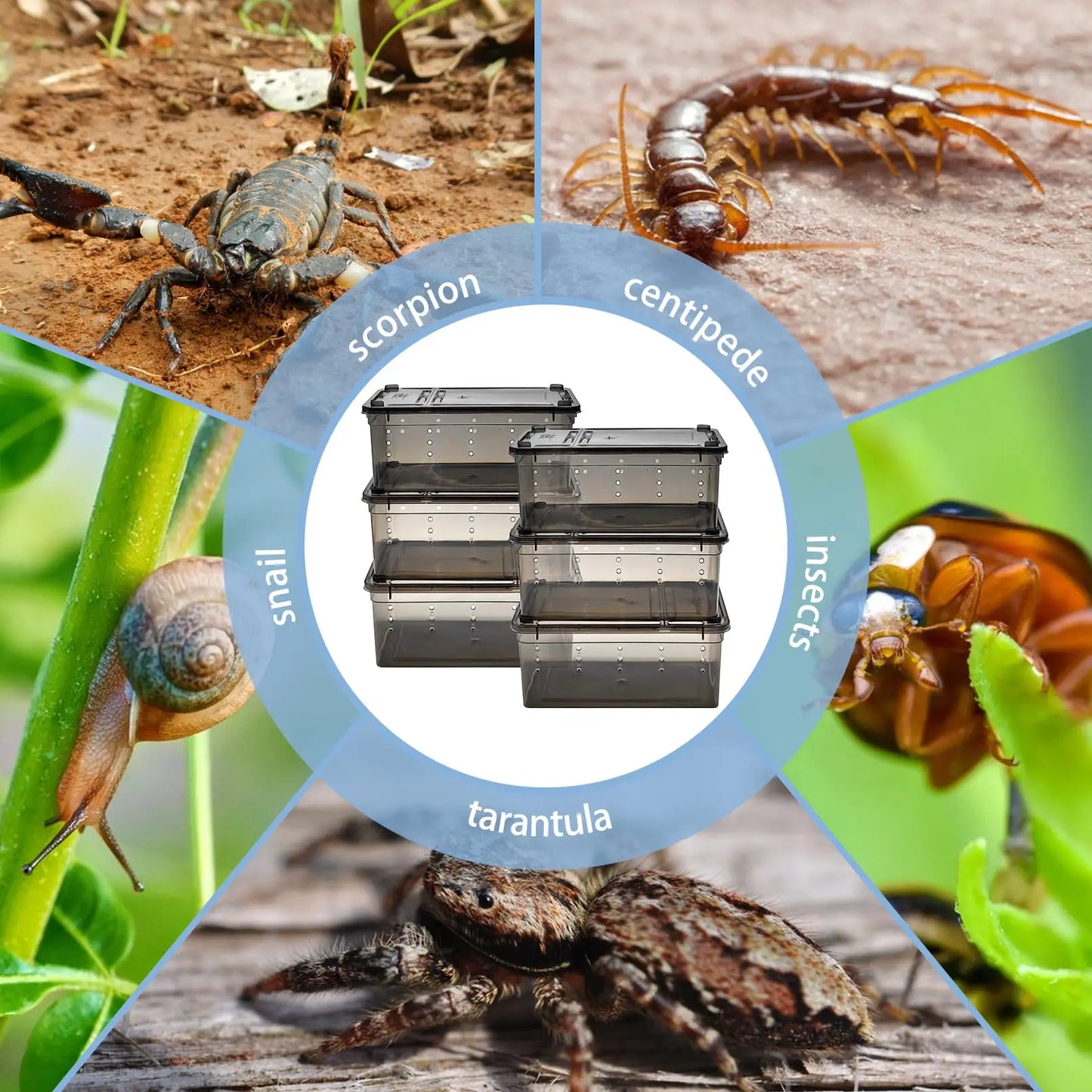 Terrarium en plastique pour Reptile, récipient de transport pour lézards, geckos, serpents, araignées, scorpions, coléoptères, mille-pattes, 6 pièces