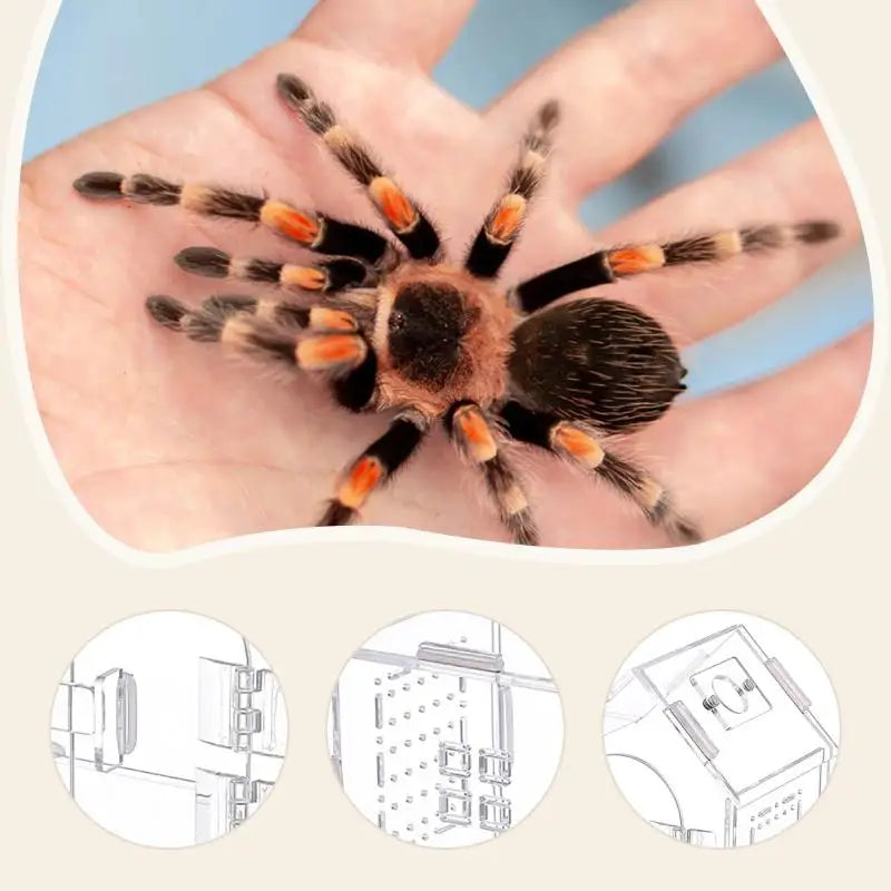 Boîte d'Élevage en Acrylique pour Reptiles – Terrarium Transparent