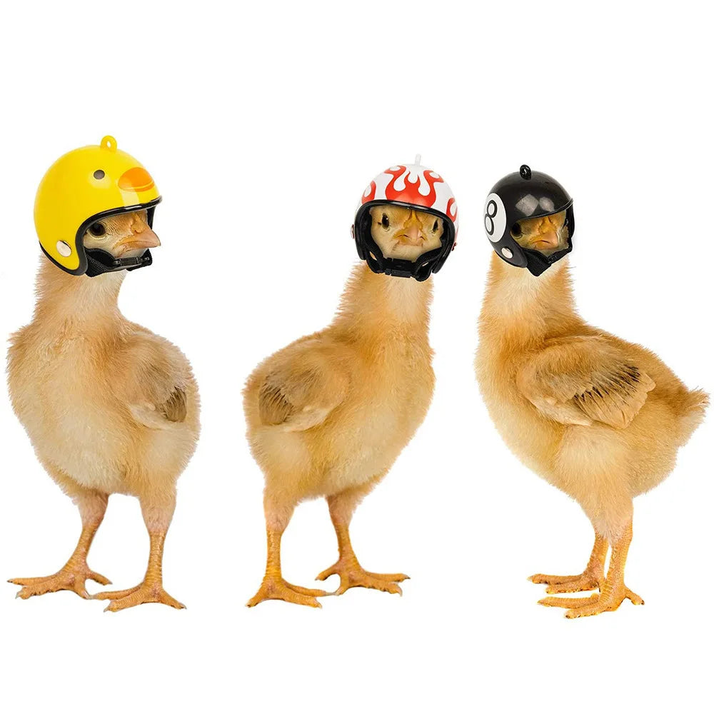 Casque de Protection pour Poulet – Impérmeable & Solaire