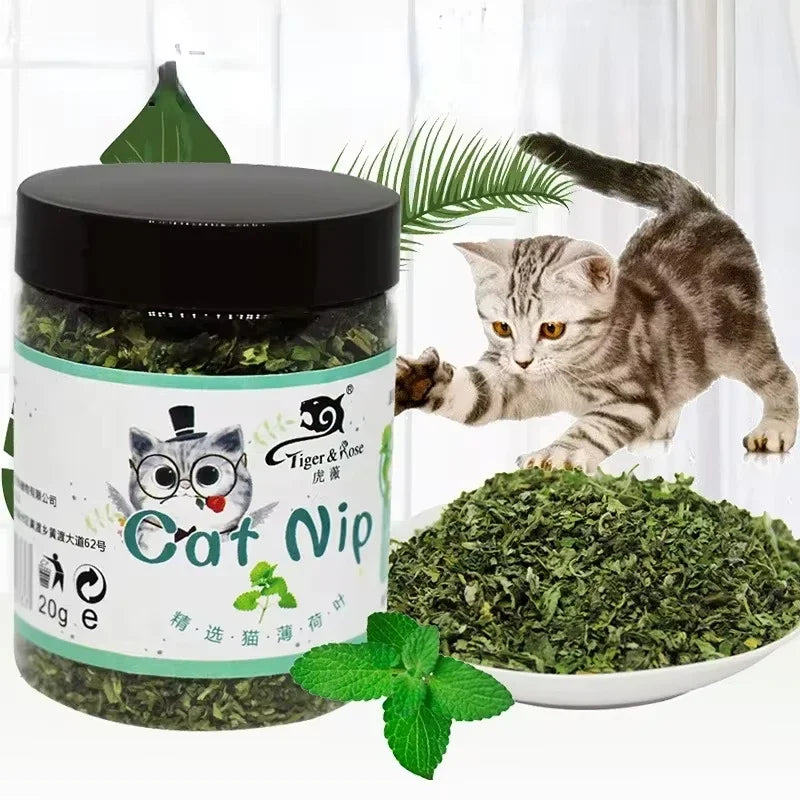 Herbe à chat bio 100 % naturelle