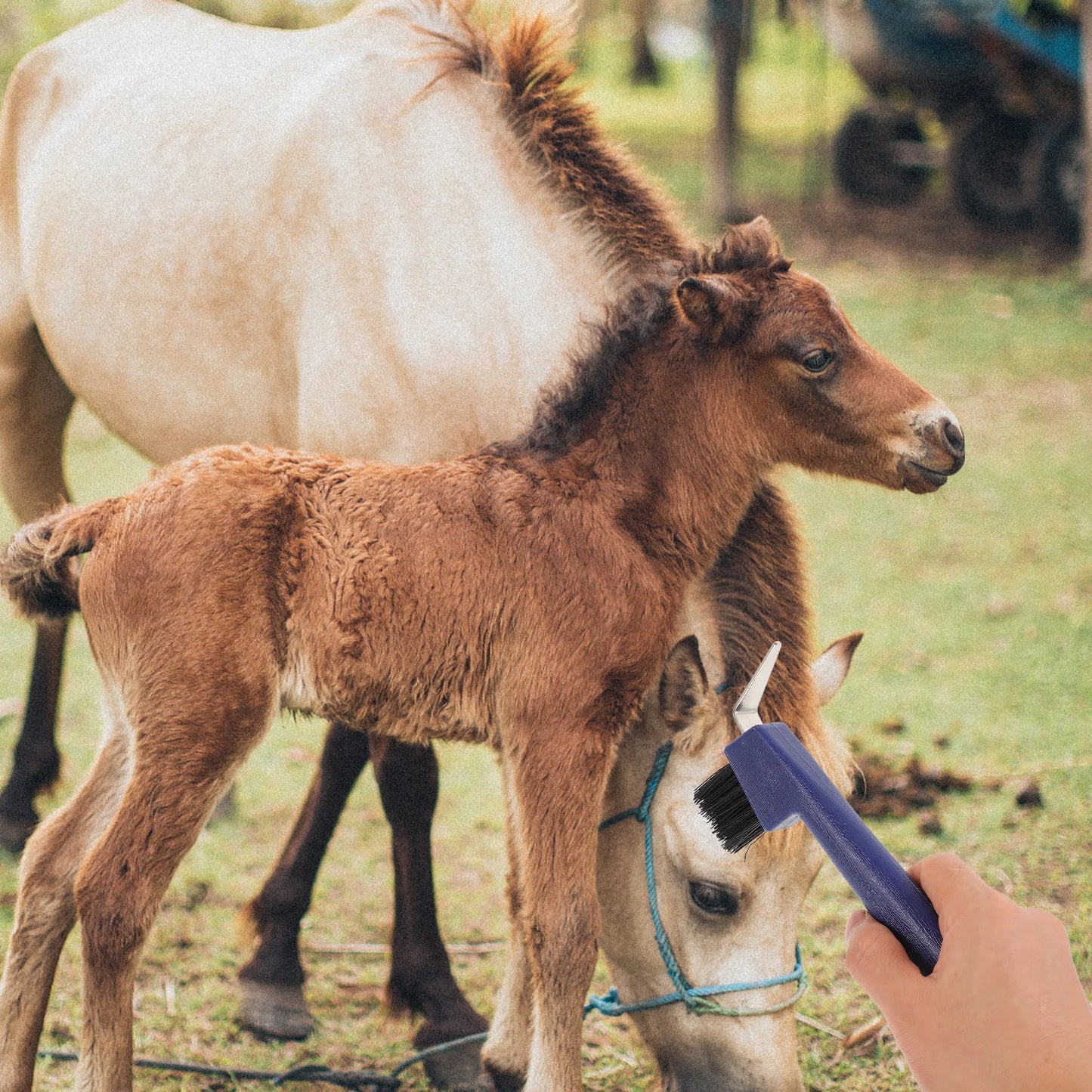 Hoefverzorgingsset Paard Versterkt IJzer Plastic Soepele Grip Hoefkrabber Comfortabele Handgreep Paardenborstel Reinigingsgereedschap