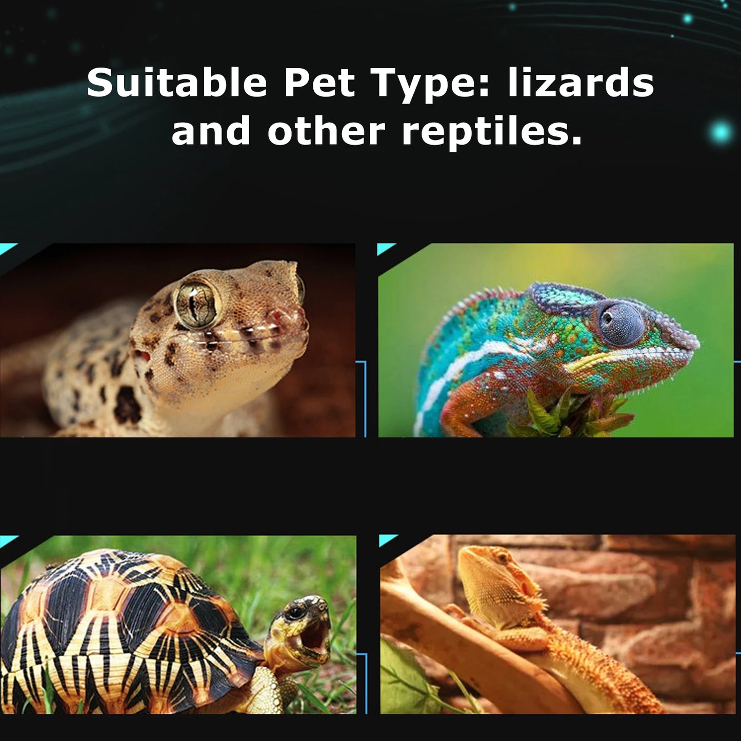 Thermomètre Hygromètre Digital pour Terrarium Reptiles – Affichage Température & Humidité, IP5, Ventouse