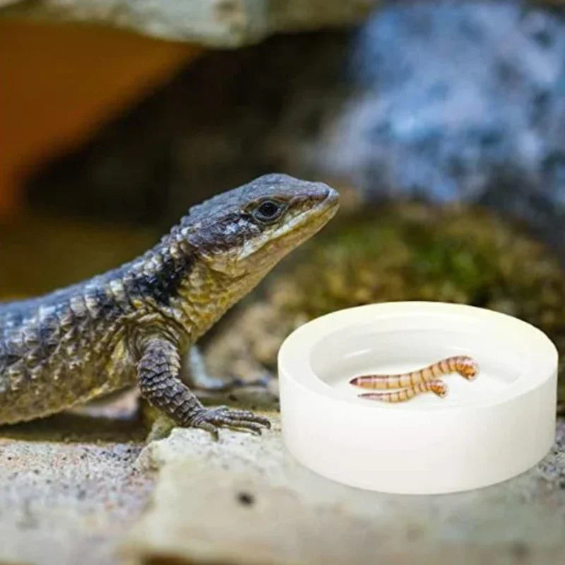 Coupelle en Céramique Anti-Évasion pour Reptiles – Gamelle Eau & Nourriture, S / M / L