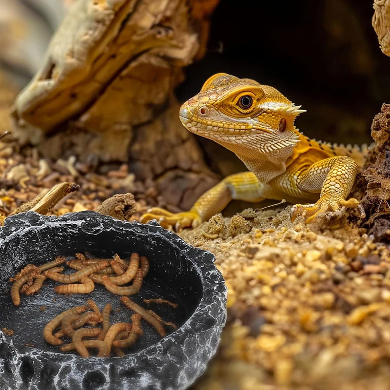 Bol en Résine Imitation Pierre pour Reptiles – Mangeoire & Abreuvoir Naturel