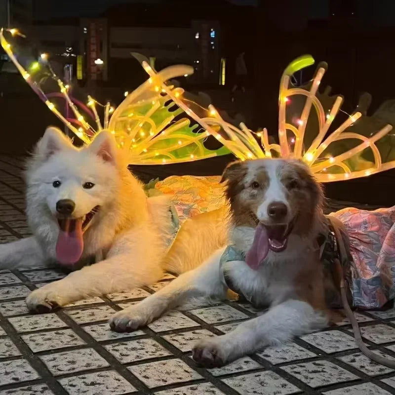 Ailes de Papillon Lumineuses pour Chien – Accessoire Fête