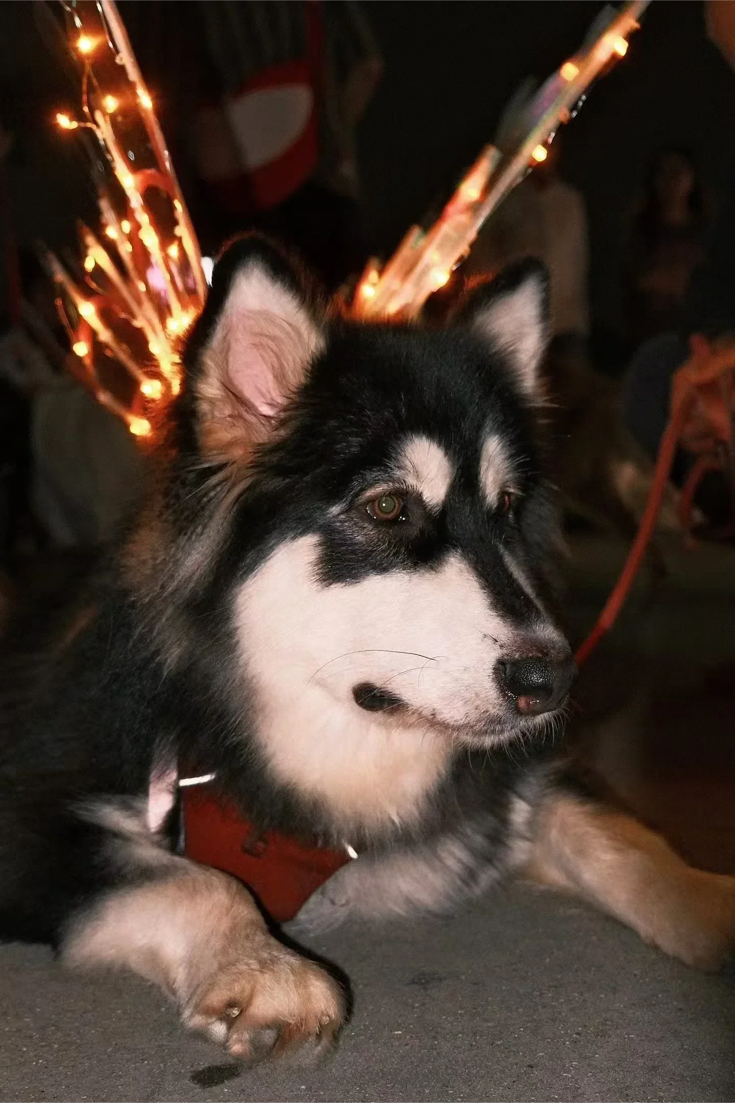 Ailes de Papillon Lumineuses pour Chien – Accessoire Fée Électrique, Lumière Colorée ou Chaude