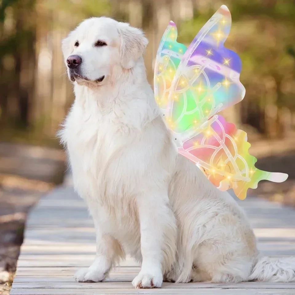 Ailes de Papillon Lumineuses pour Chien – Accessoire Fée Électrique, Lumière Colorée ou Chaude
