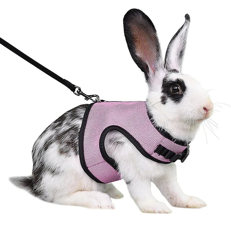 Harnais et laisse réglables pour lapin, chat et furet