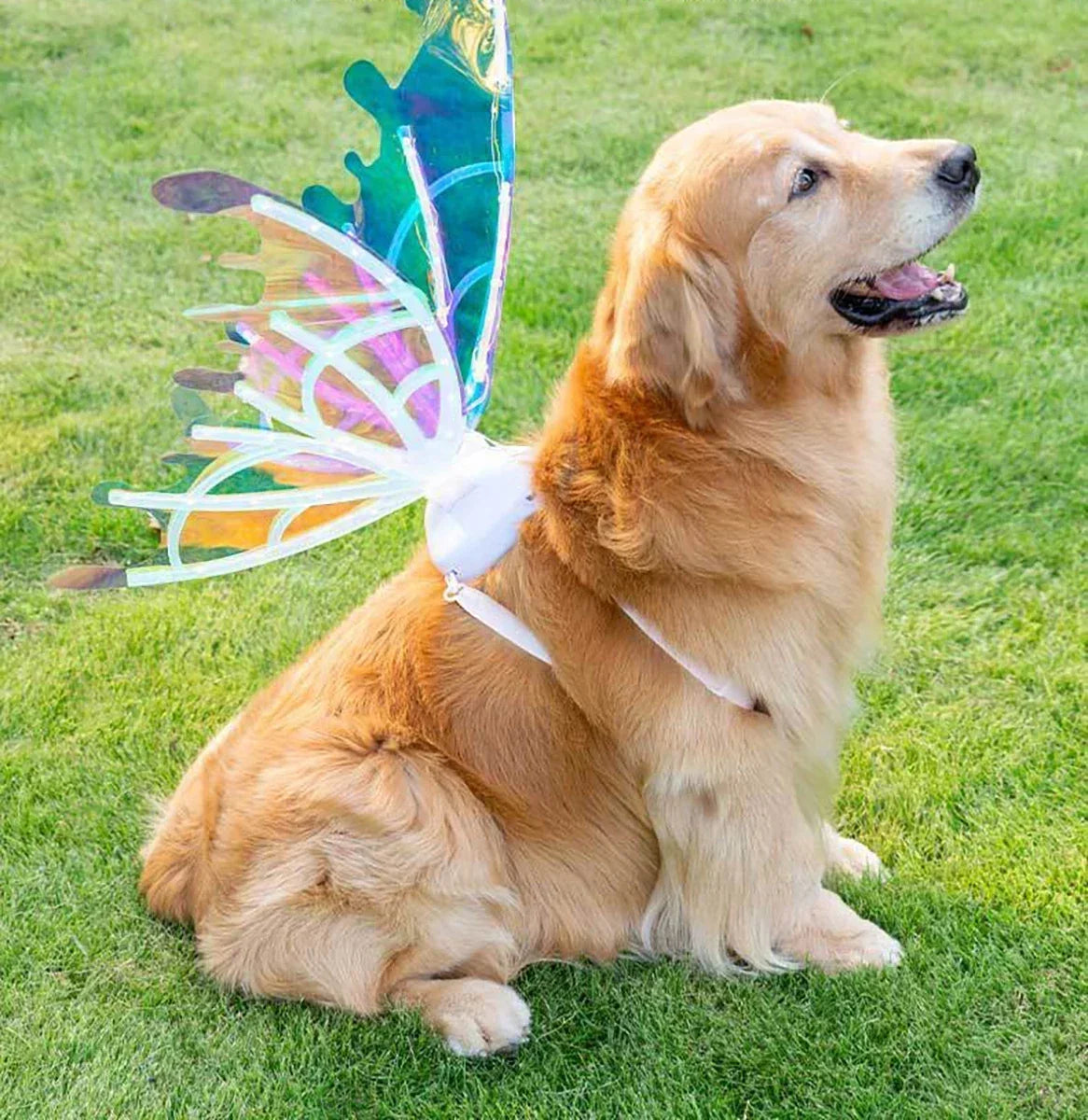Ailes de Papillon Lumineuses pour Chien – Accessoire Fée Électrique, Lumière Colorée ou Chaude
