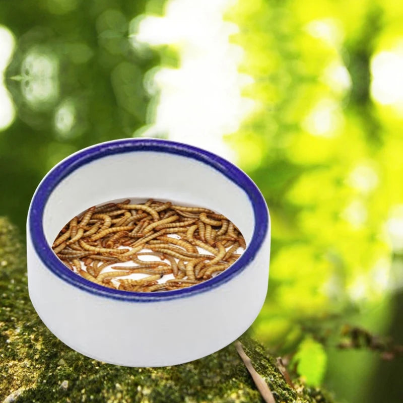 Mini Bol en Céramique pour Reptiles – Alimentation & Eau, S/M/L