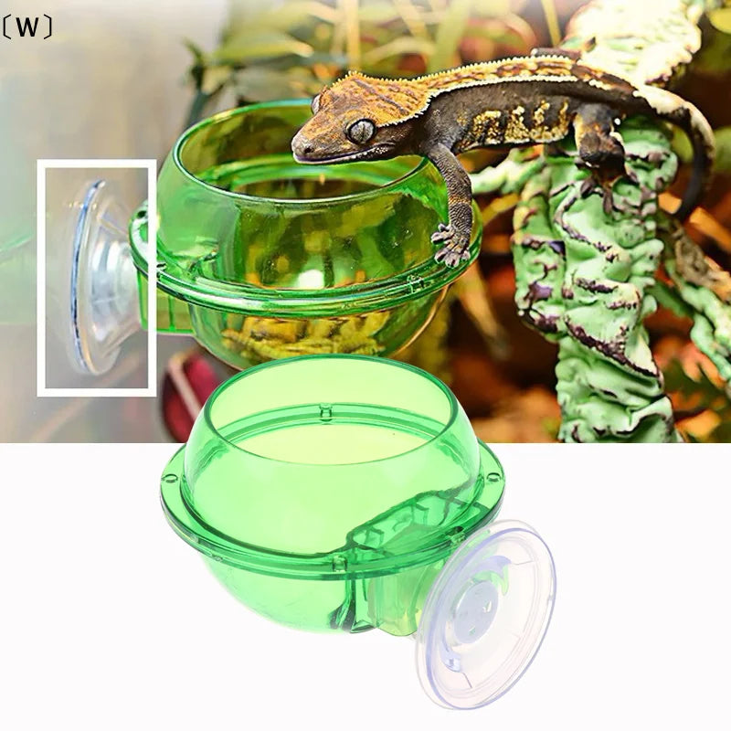 Mangeoire à Ventouse Anti-évasion pour Reptiles – Terrarium