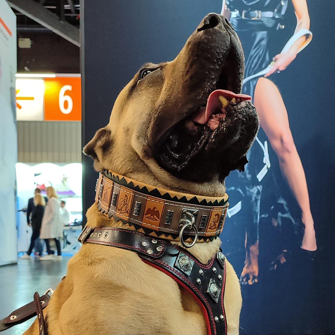 De "SPQR" hondenhalsband