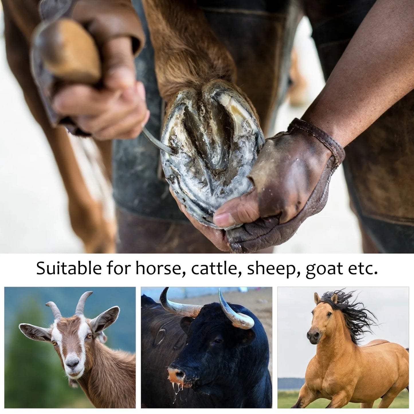 Cure-Pied avec Brosse Intégrée – Acier Inoxydable, Manche Ergonomique, Pansage Cheval