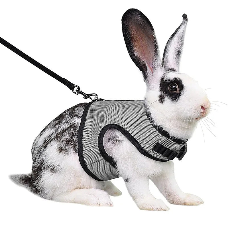 Harnais et laisse réglables pour lapin, chat et furet