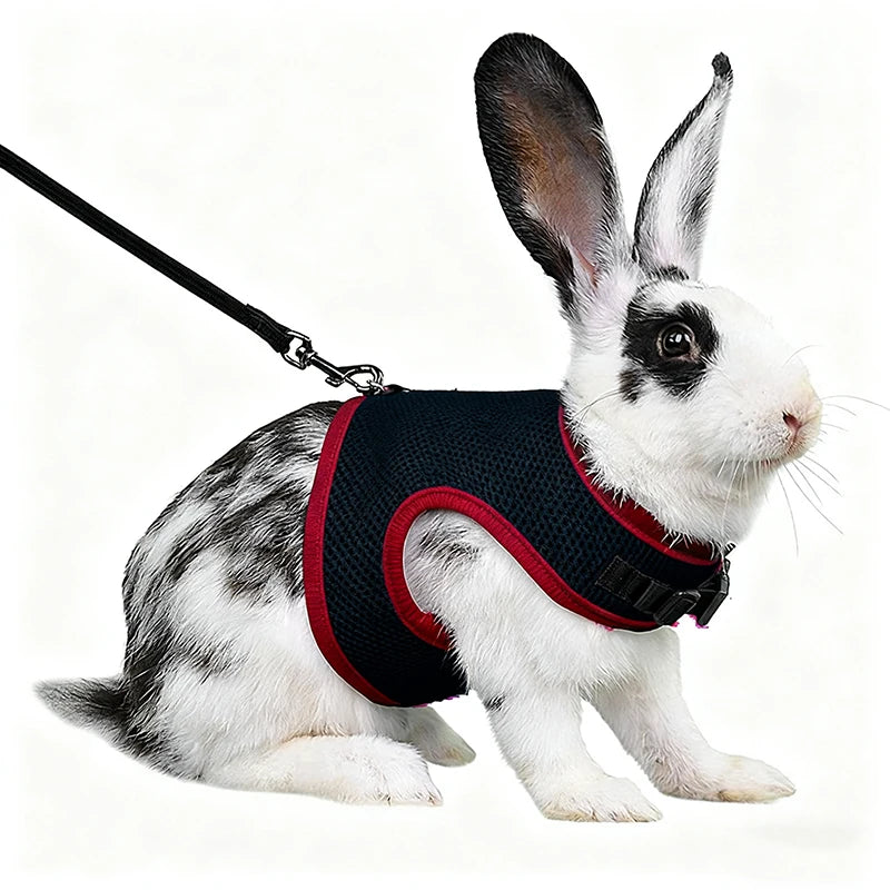 Harnais et laisse réglables pour lapin, chat et furet