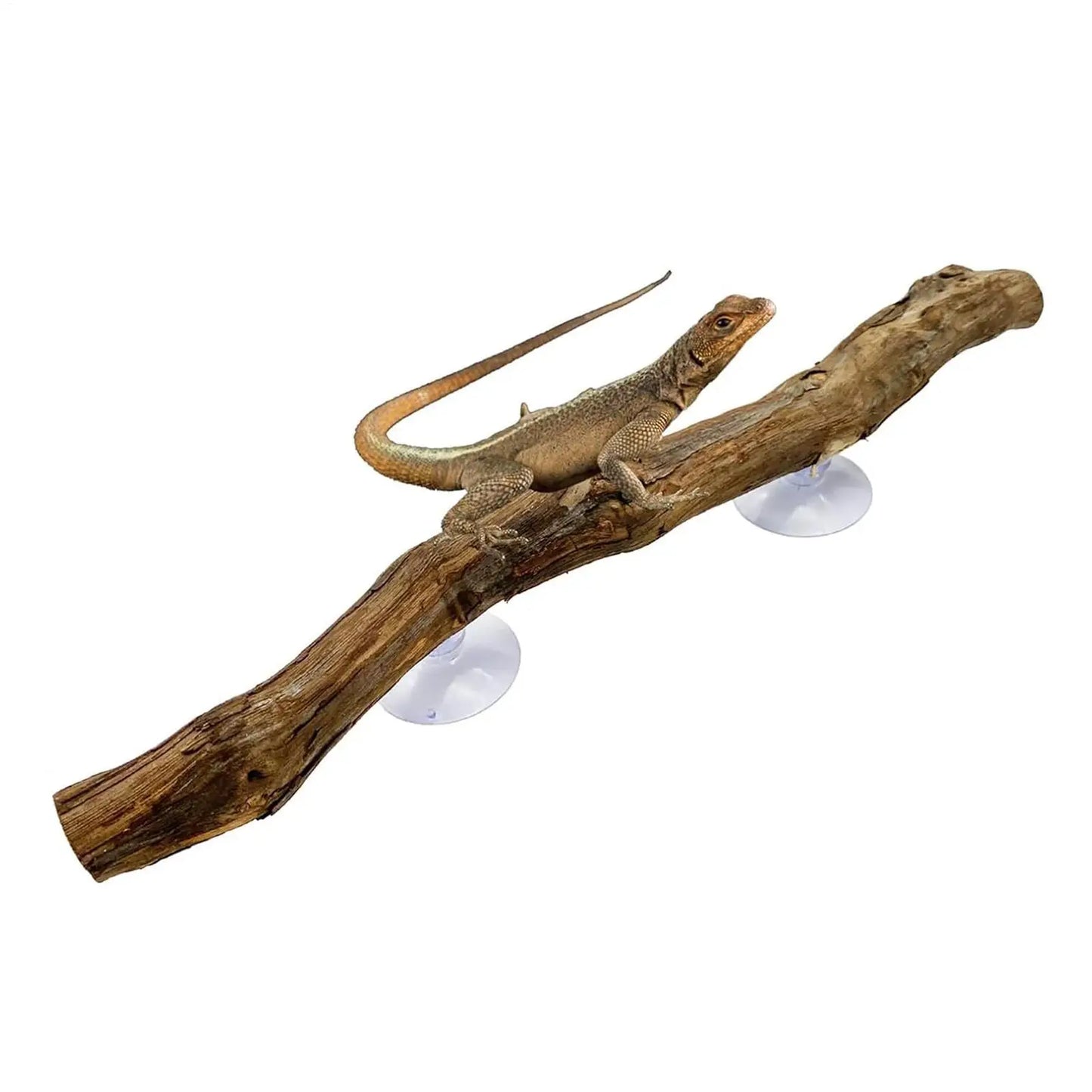 Branche d'Escalade en Bois de Vigne pour Reptiles – Décor Naturel Terrarium