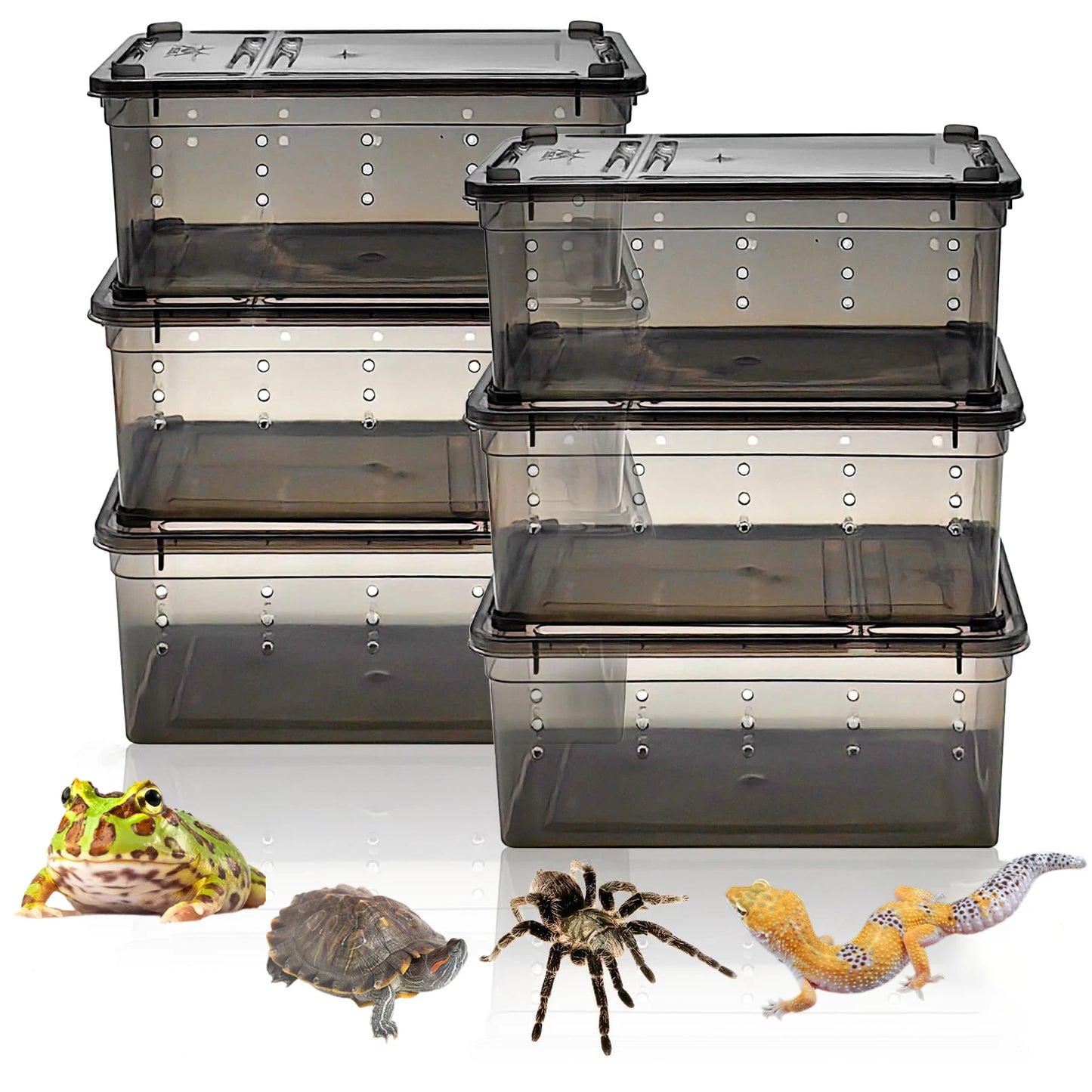 Terrarium en plastique pour Reptile, récipient de transport pour lézards, geckos, serpents, araignées, scorpions, coléoptères, mille-pattes, 6 pièces