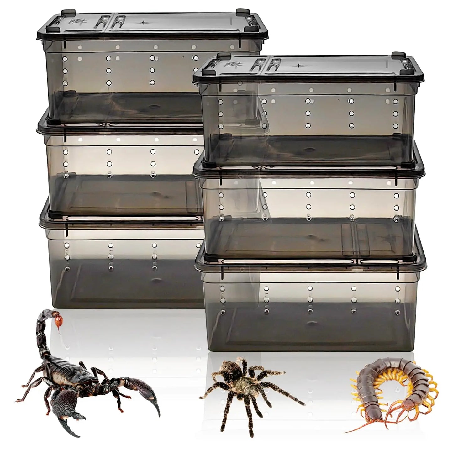 Terrarium en plastique pour Reptile, récipient de transport pour lézards, geckos, serpents, araignées, scorpions, coléoptères, mille-pattes, 6 pièces