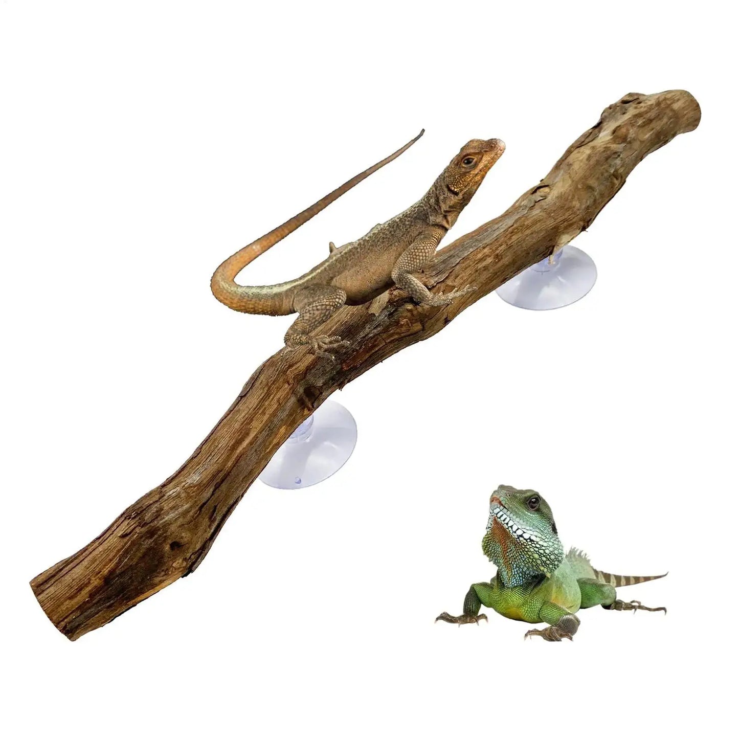 Branche d'Escalade en Bois de Vigne pour Reptiles – Décor Naturel Terrarium