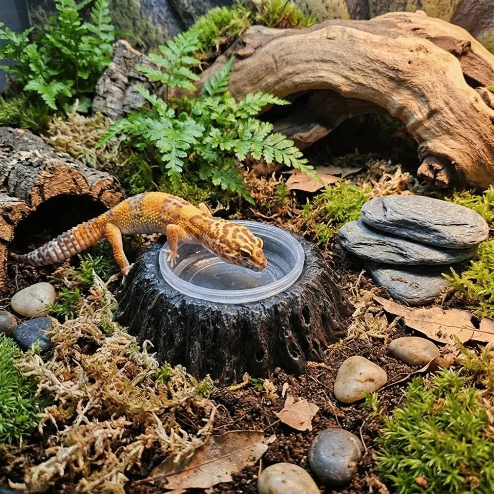 Plat d'alimentation en résine imitation pierre, résistant à l'usure, avec bols, bol pour nourriture de reptile, empêche les déversements, anti-choc