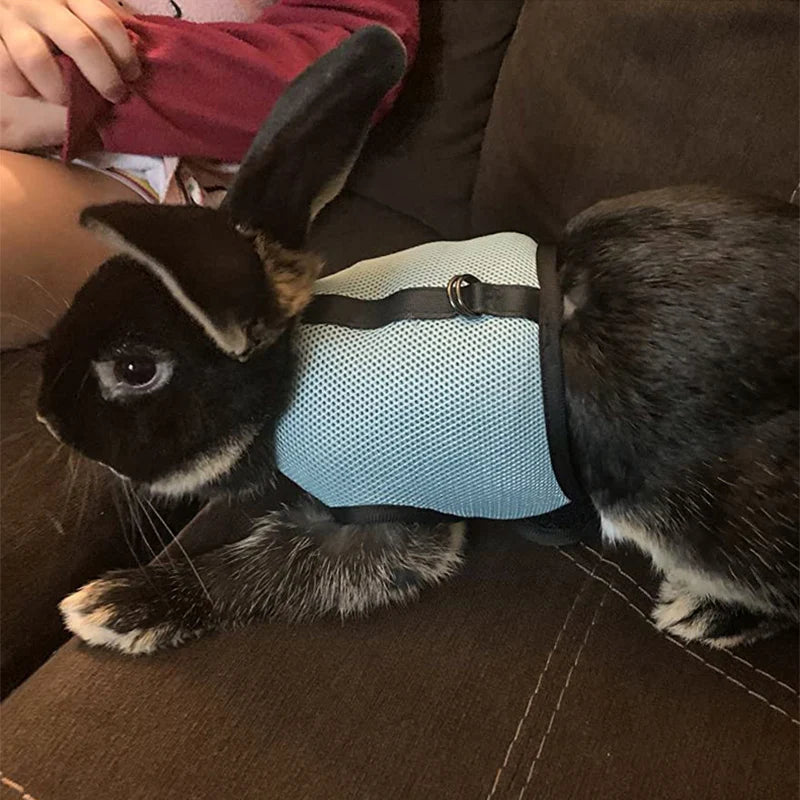 Harnais et laisse réglables pour lapin, chat et furet