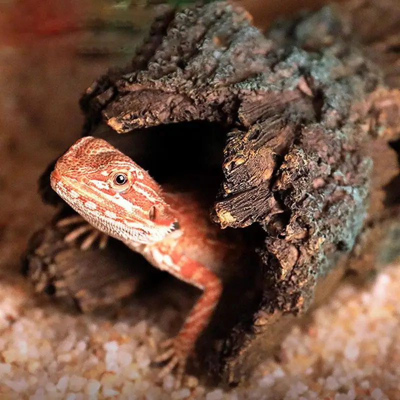 Grotte Cachette pour Reptiles – Décor Naturel pour Terrarium