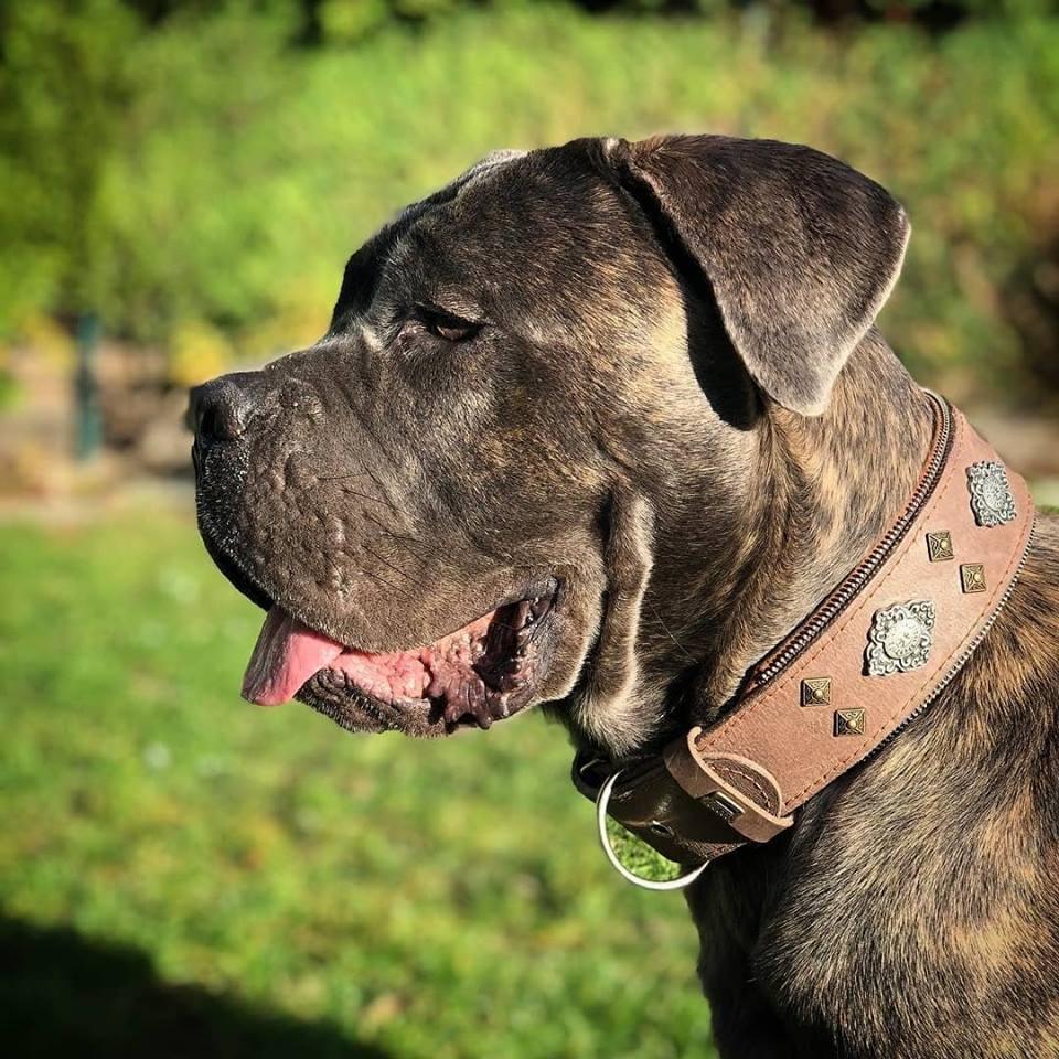 Collier pour chien gris « Aztec »