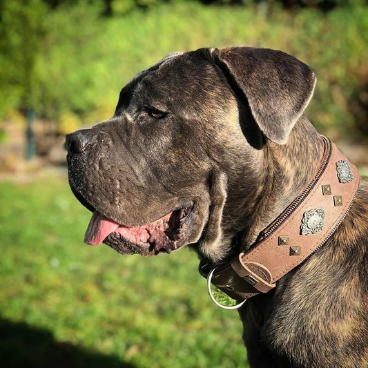 Collier pour chien gris « Aztec »