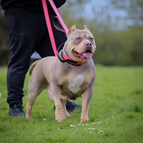 Hondenriem met dubbele handgreep BESTIA DOG SPORT neonroze